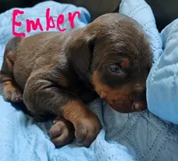 Ember, a female Doberman Pinscher for sale in Wilmington, NC – 5 of 9