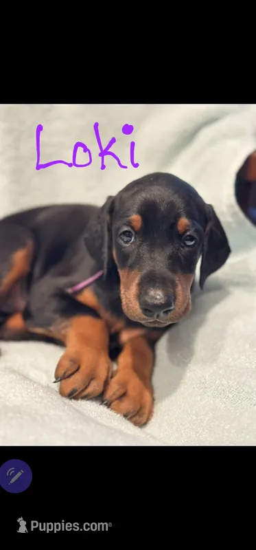 Loki – Doberman Pinscher puppy for sale in Wilmington, NC