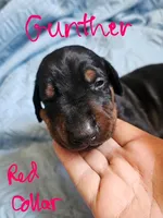 Gunther, a male Doberman Pinscher for sale in Wilmington, NC – 6 of 9