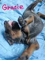 Gracie, a female Doberman Pinscher for sale in Wilmington, NC – 6 of 6