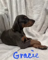 Gracie, a female Doberman Pinscher for sale in Wilmington, NC – 2 of 10