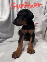 Gunther, a male Doberman Pinscher for sale in Wilmington, NC – 2 of 9