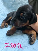Zara, a female Doberman Pinscher for sale in Wilmington, NC – 5 of 8