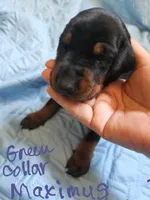 Maximus, a male Doberman Pinscher for sale in Wilmington, NC – 1 of 5