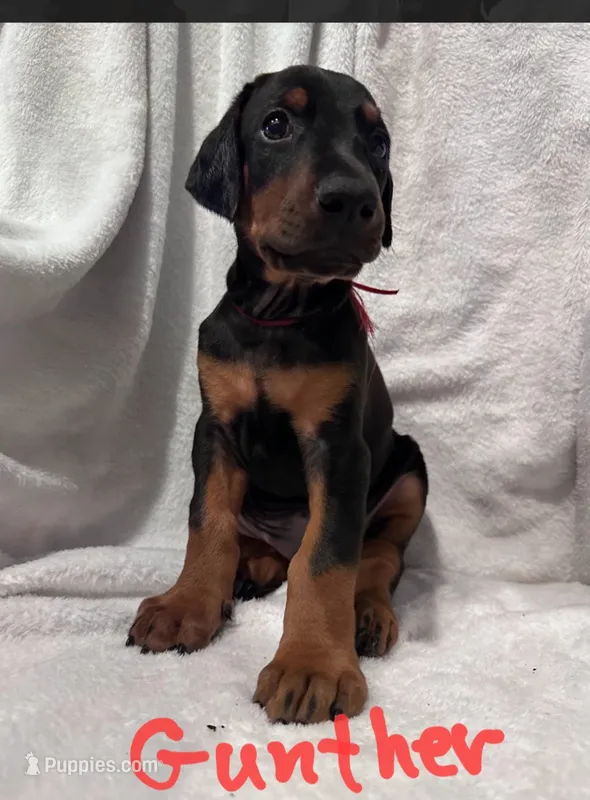 Gunther – Doberman Pinscher puppy for sale in Wilmington, NC