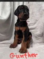 Gunther, a male Doberman Pinscher for sale in Wilmington, NC – 3 of 9