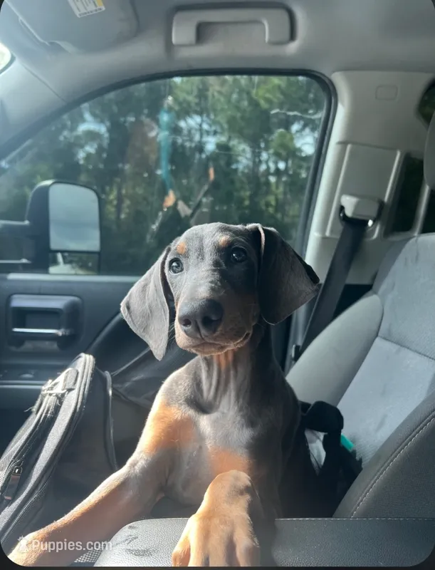 Gracie – Doberman Pinscher puppy for sale in Wilmington, NC