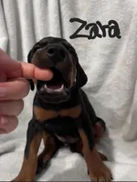 Zara, a female Doberman Pinscher for sale in Wilmington, NC – 2 of 8