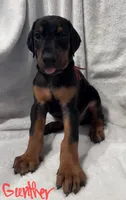 Gunther, a male Doberman Pinscher for sale in Wilmington, NC – 4 of 9
