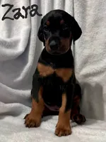 Zara, a female Doberman Pinscher for sale in Wilmington, NC – 1 of 8