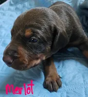 Merlot, a female Doberman Pinscher for sale in Wilmington, NC – 7 of 10