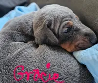Gracie, a female Doberman Pinscher for sale in Wilmington, NC – 5 of 6