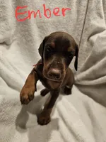 Ember, a female Doberman Pinscher for sale in Wilmington, NC – 2 of 9