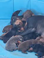 processed/0332c048-4dd0-4d29-b816-3d10f8153378/listing/f0682611-06bf-4615-b241-1669a0d0844f/90918dce-91a0-4b1d-82fb-d832856a7710