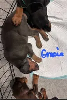 Gracie, a female Doberman Pinscher for sale in Wilmington, NC – 5 of 10