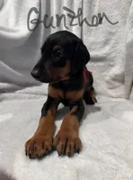 Gunther, a male Doberman Pinscher for sale in Wilmington, NC – 1 of 9