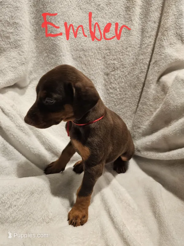 Ember – Doberman Pinscher puppy for sale in Wilmington, NC