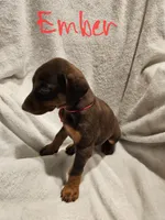 Ember, a female Doberman Pinscher for sale in Wilmington, NC – 1 of 9