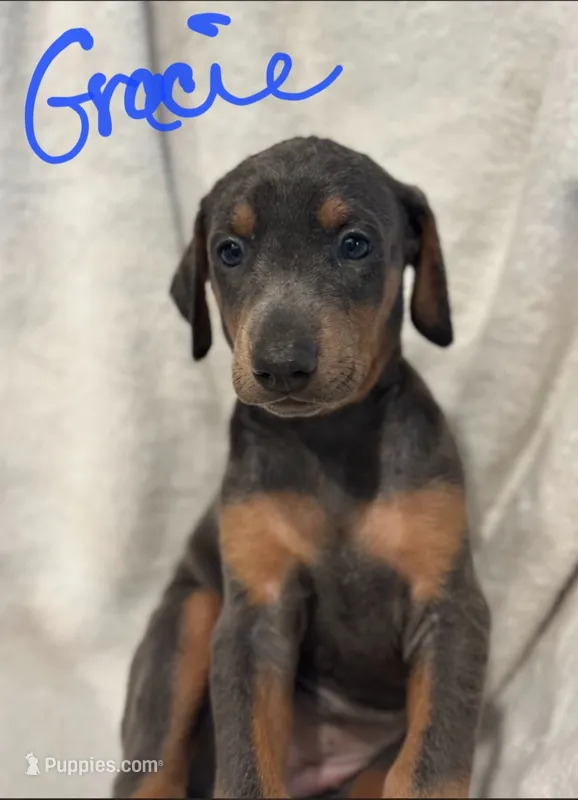 Gracie – Doberman Pinscher puppy for sale in Wilmington, NC