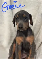 Gracie, a female Doberman Pinscher for sale in Wilmington, NC – 1 of 10