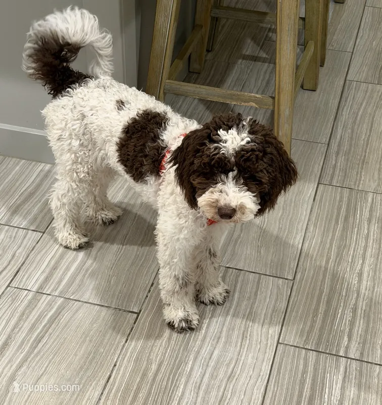 Pearl  – Poodle - Miniature  puppy for sale in Peoria, AZ