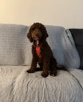 Hazel, a female Poodle - Miniature  for sale in Peoria, AZ – 1 of 4
