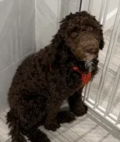 Hazel, a female Poodle - Miniature  for sale in Peoria, AZ – 2 of 4
