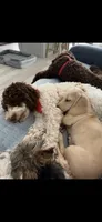 Pearl , a female Poodle - Miniature  for sale in Peoria, AZ – 3 of 4