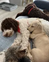 Hazel, a female Poodle - Miniature  for sale in Peoria, AZ – 4 of 4