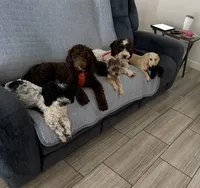 Hazel, a female Poodle - Miniature  for sale in Peoria, AZ – 3 of 4