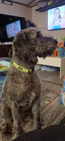 Grim, a male Labradoodle for sale in Graham, NC – 2 of 3