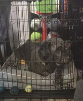 Grim, a male Labradoodle for sale in Graham, NC – 3 of 3