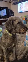 Grim, a male Labradoodle for sale in Graham, NC – 1 of 3