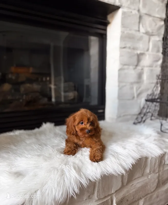 Penny  – Cavapoo, Poodle - Toy  puppy for sale in Houston, TX