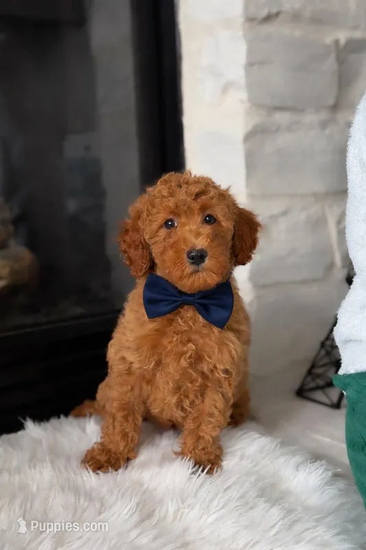 Louie  – Poodle - Miniature  puppy for sale in Houston, TX