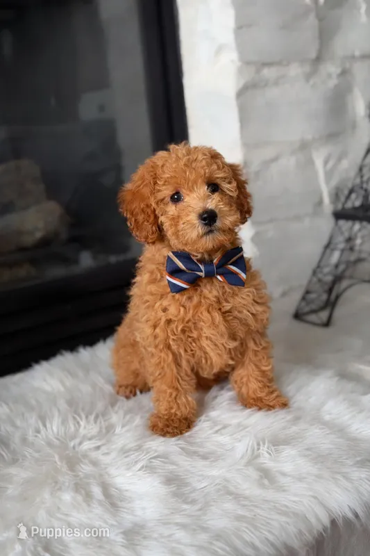 Charlie  – Poodle - Miniature  puppy for sale in Houston, TX