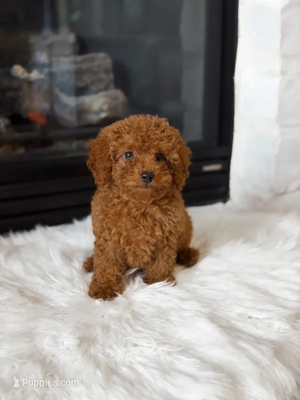 Ginger  – Poodle - Toy  puppy for sale in Houston, TX