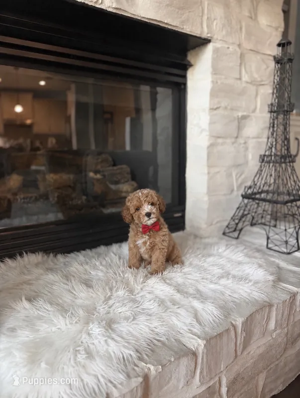 AKC Charlie  – Poodle - Toy , Poodle - Miniature  puppy for sale in Houston, TX