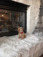 AKC Charlie , a male Poodle - Toy  and Poodle - Miniature  for sale in Houston, TX – 1 of 2