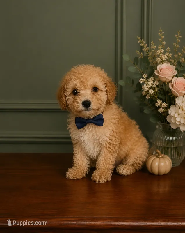 Charlie  – Poodle - Toy  puppy for sale in Houston, TX