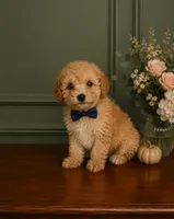 Charlie , a male Poodle - Toy  for sale in Houston, TX – 1 of 1