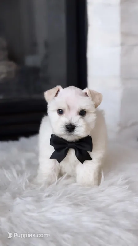 AKC Jax  – Miniature Schnauzer puppy for sale in Houston, TX