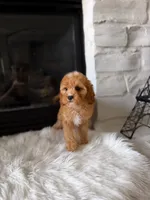 Autumn , a female Cavapoo for sale in Houston, TX – 2 of 4