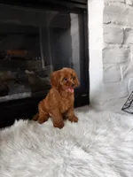 Penny , a female Cavapoo and Poodle - Toy  for sale in Houston, TX – 4 of 4