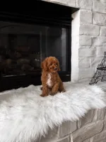 Ginger , a female Cavapoo for sale in Houston, TX – 3 of 3