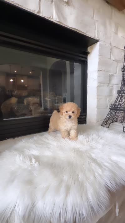 Chloe , a female Poodle - Toy  for sale in Houston, TX – 5 of 5