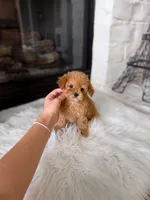 Tiny lily , a female Poodle - Toy  for sale in Houston, TX – 2 of 2