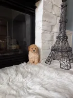 Chloe , a female Poodle - Toy  for sale in Houston, TX – 4 of 5