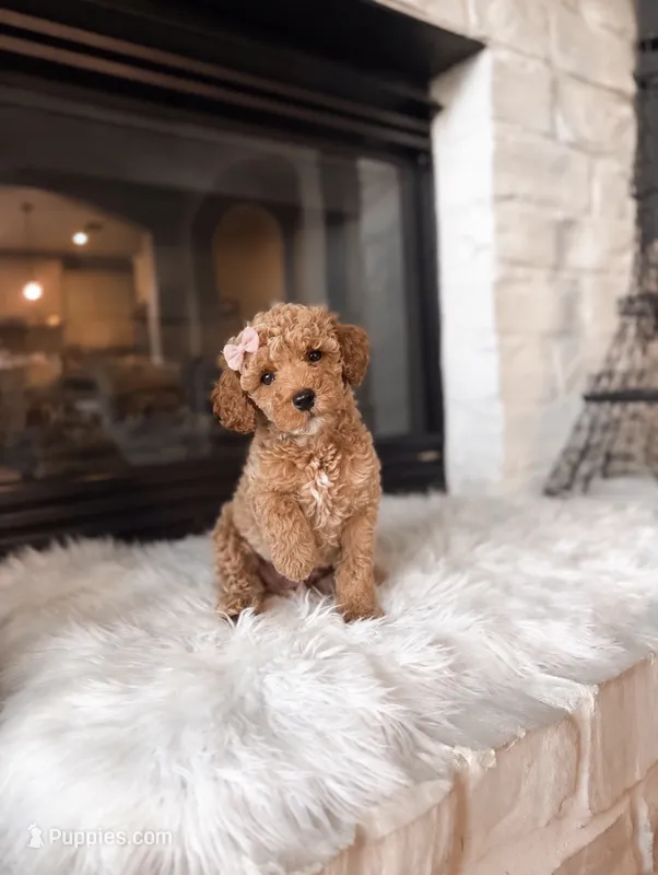 AKC Chloe  – Poodle - Toy , Poodle - Miniature  puppy for sale in Houston, TX