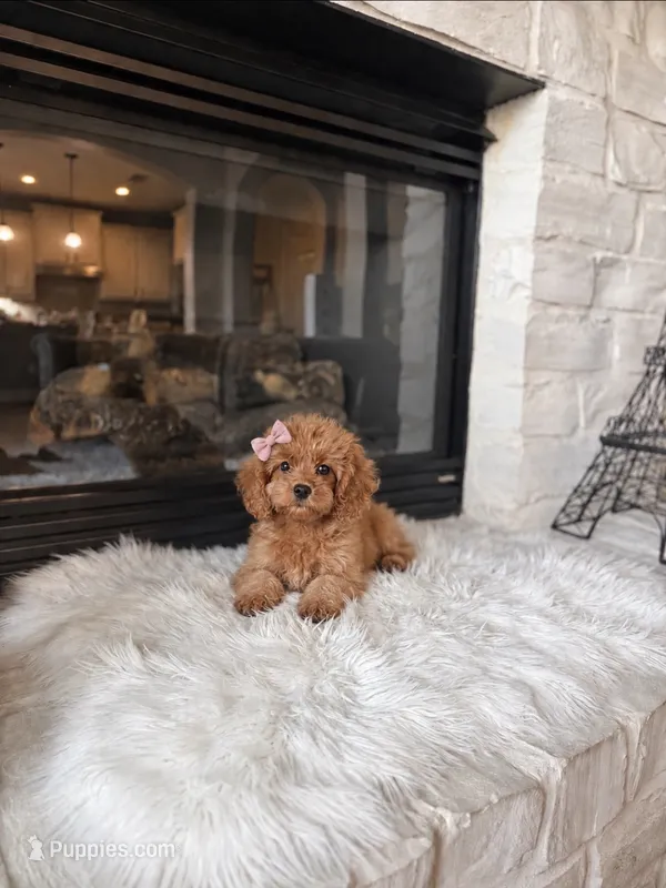 Ginger  – Cavapoo puppy for sale in Houston, TX